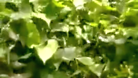 Today Exclusive- Nepali Mature Couple Out Door Fucking