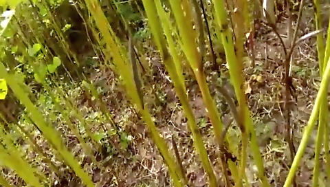 Telegu Slut Sucking Dick Of Her Customer Outdoors